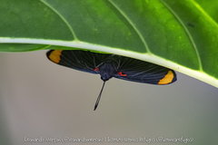 Melanis unxia
