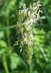 Thricops semicinereus