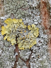Xanthoria parietina