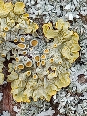 Xanthoria parietina