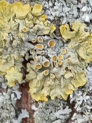 Xanthoria parietina