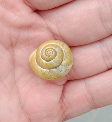 Cepaea hortensis