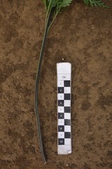 Asplenium brachycarpum