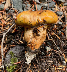 Tricholoma aurantium