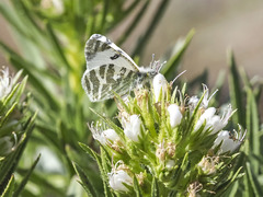 Euchloe eversi