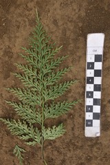 Asplenium brachycarpum