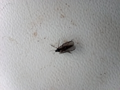 Diptera