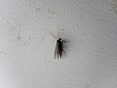 Diptera