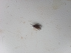Diptera
