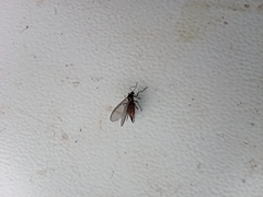Diptera