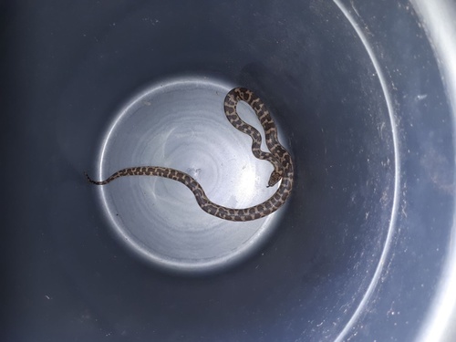 Spotted Python sighting