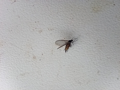 Diptera