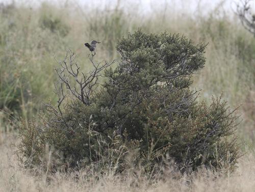 Layard's Warbler (Curruca layardi), photo 6