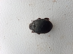Byrrhus pilula