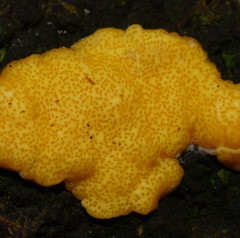 Trichoderma victoriense