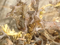 Scytinium palmatum