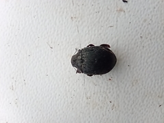 Byrrhus pilula