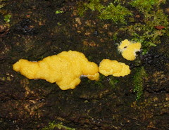 Trichoderma victoriense