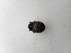 Byrrhus pilula