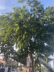 Celtis australis