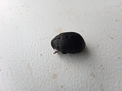 Byrrhus pilula