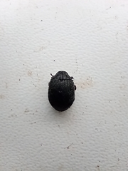 Byrrhus pilula