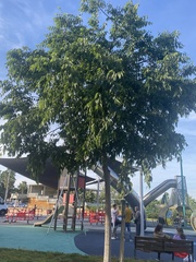 Celtis australis