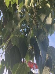Celtis australis