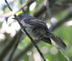 Trochocercus cyanomelas cyanomelas