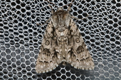 Acronicta auricoma