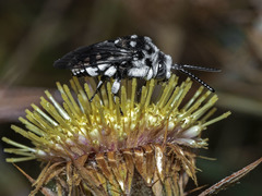 Thyreus histrionicus