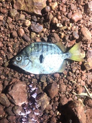 Selenotoca multifasciata