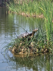 Trachemys callirostris