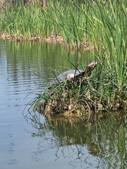 Trachemys callirostris