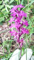 Orchis quadripunctata