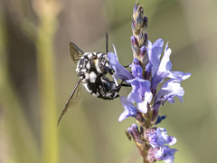 Thyreus histrionicus