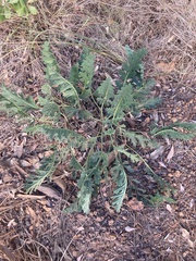 Pelargonium radulifolium