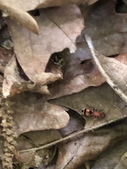 Timulla dubitatiformis