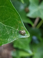 Cyclosa conica