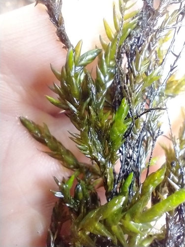 Image of Fontinalis squamosa by no rights reserved
