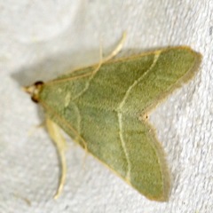 Hypsopygia nonusalis