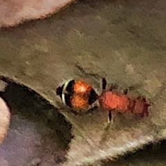 Timulla dubitatiformis