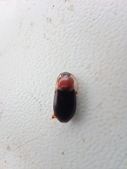 Carabidae