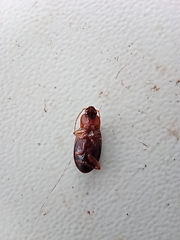 Carabidae