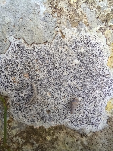 bradavnicotvaré (Verrucariales)