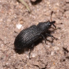 Magdalis ruficornis