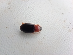 Carabidae