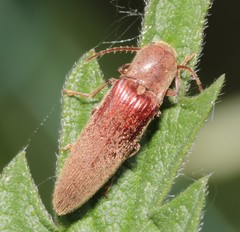Synaptus filiformis