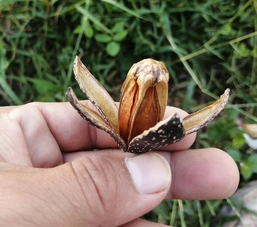 Cedrela odorata