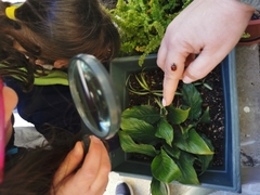 Coccinella septempunctata